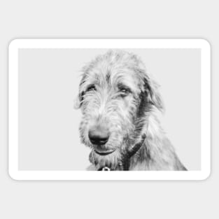 Wolfhound puppy Sticker